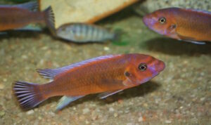 Labeotropheus trewavasae 'Chilumba'